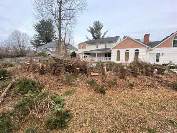 A&a's Tree Service
