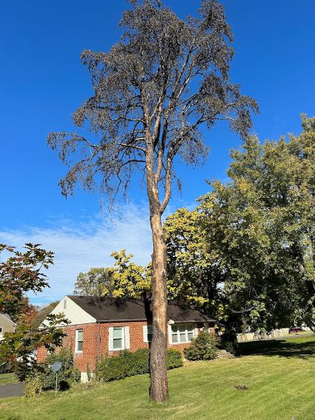 United Tree Care LLC