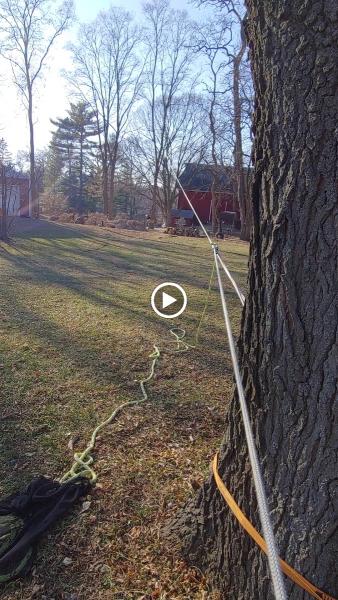 WI Cut Trees