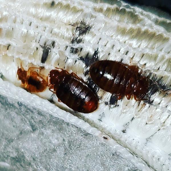 Pro Defense Pest Control