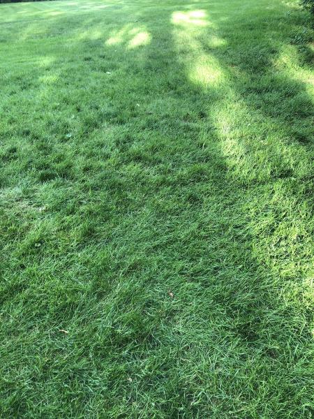 Sunlight