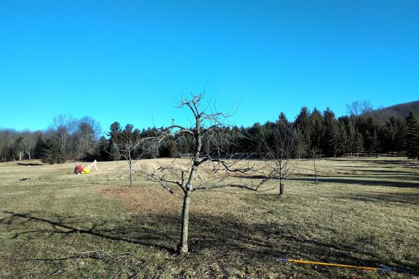 Hill Treekeepers