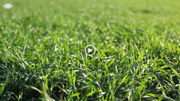 CLS Lawn & Pest