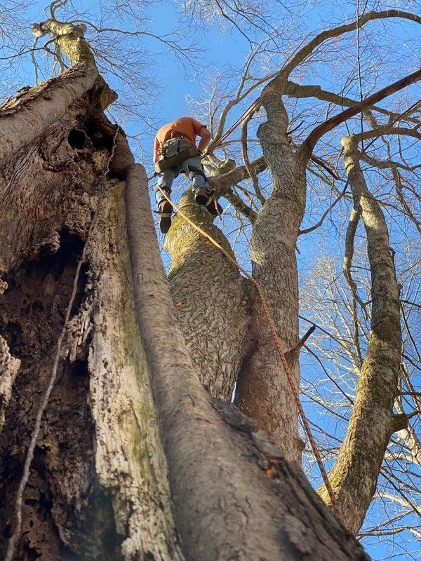 Gilliams Tree Service