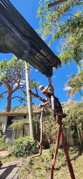 True Cut Tree Care Service