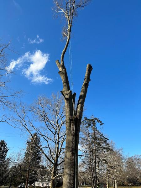 Kristian Tree Service