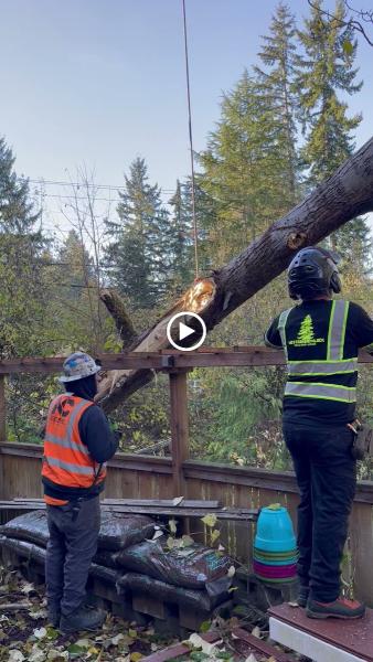 Western Hemlock Tree & Stump Service