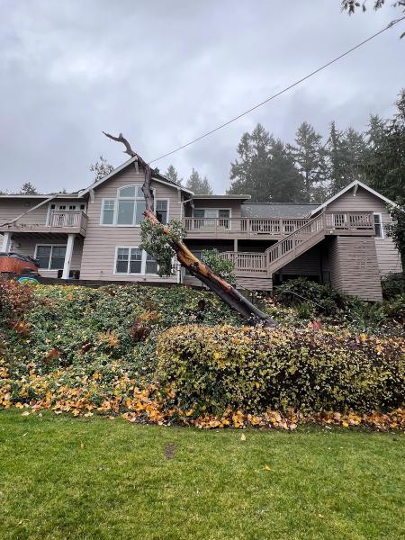Western Hemlock Tree & Stump Service