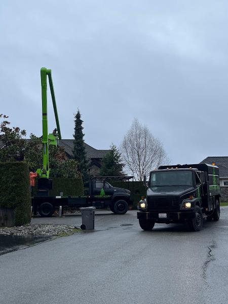 Western Hemlock Tree & Stump Service