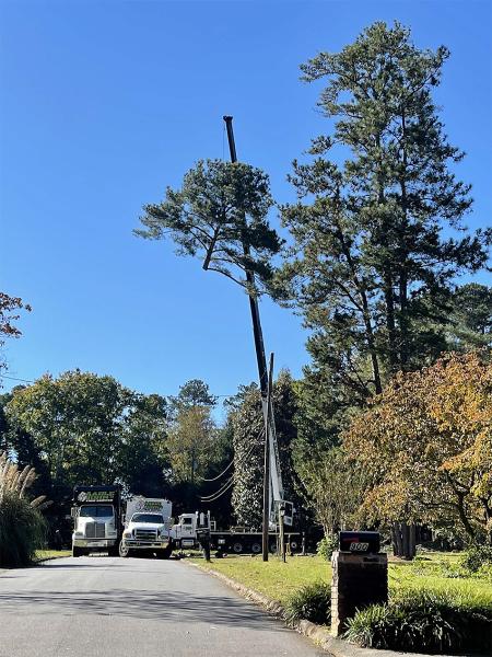 Aable John's Tree Service