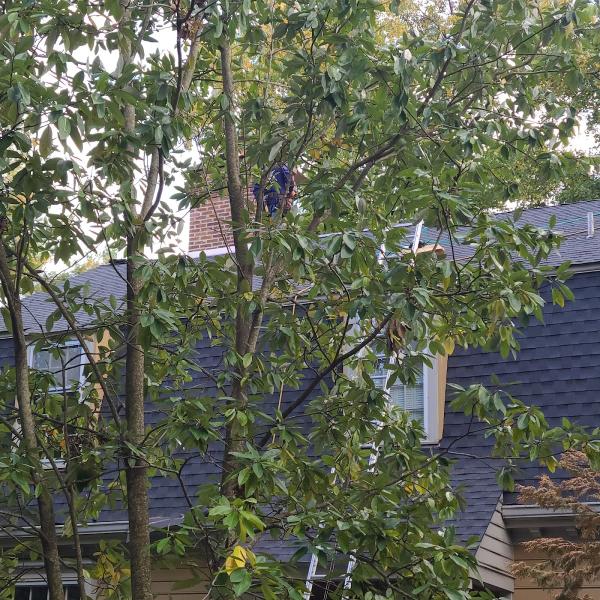 Your Professional Roofer