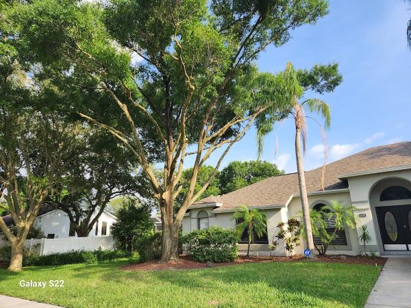 Timber Kings Tree Service