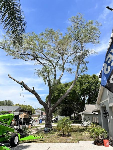 Timber Kings Tree Service