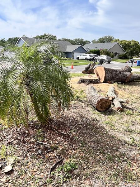 Timber Kings Tree Service