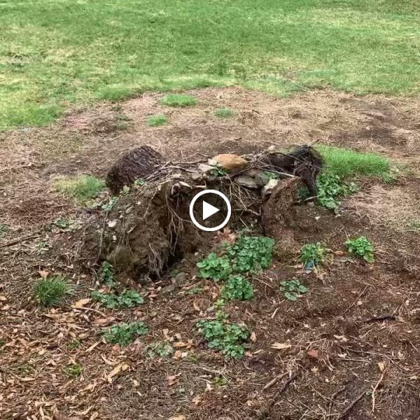 Stump Shark Stump Grinding
