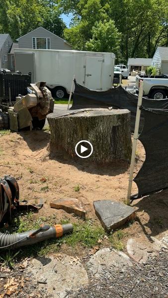Stump Shark Stump Grinding
