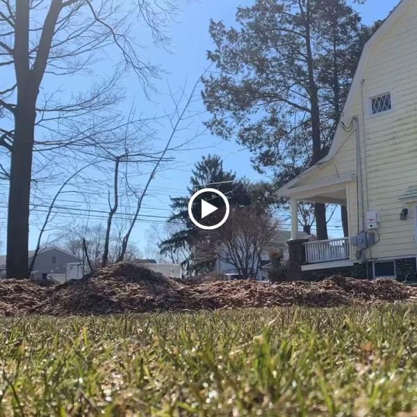 Stump Shark Stump Grinding