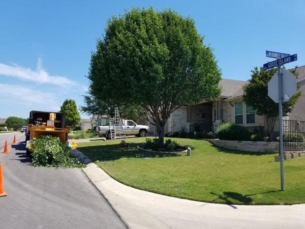 Aabear Tree Care