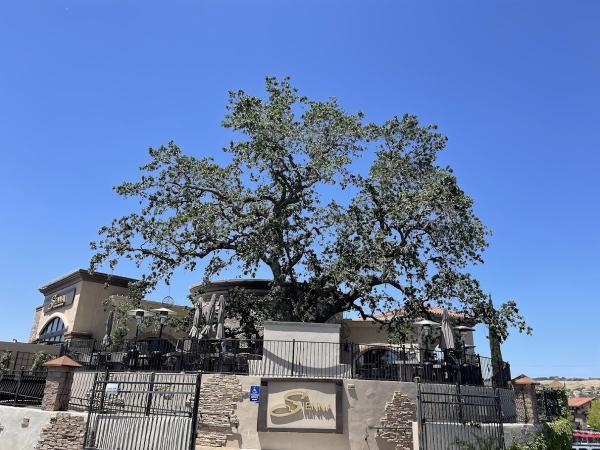 Props Tree & Landscape