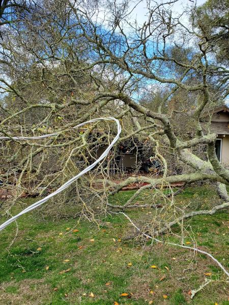 Props Tree & Landscape