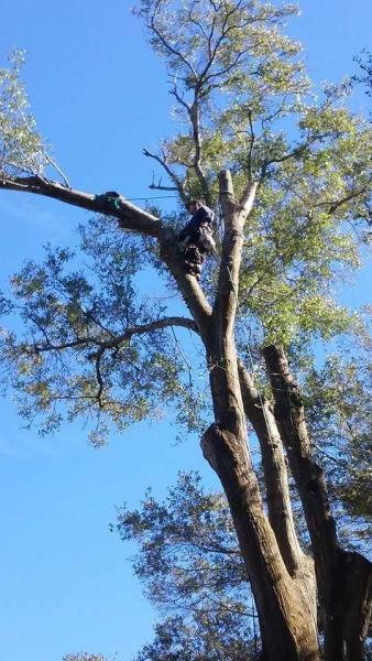 Jay's Quality Tree Service
