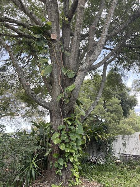 Jay's Quality Tree Service