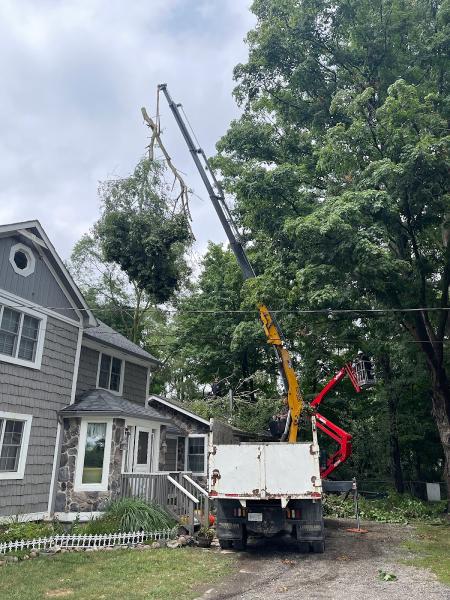 Able Tree Experts