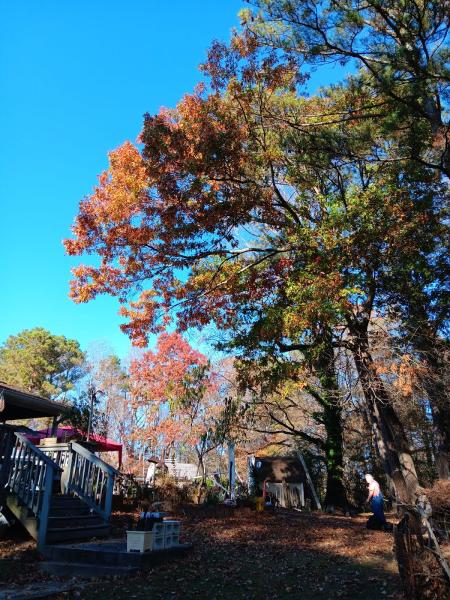 Tree Service Quiroz Llc