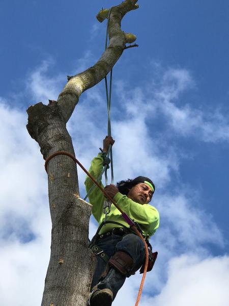 Golden Oaks Tree Services