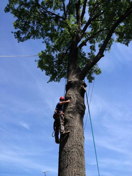 Sidonian Tree Service