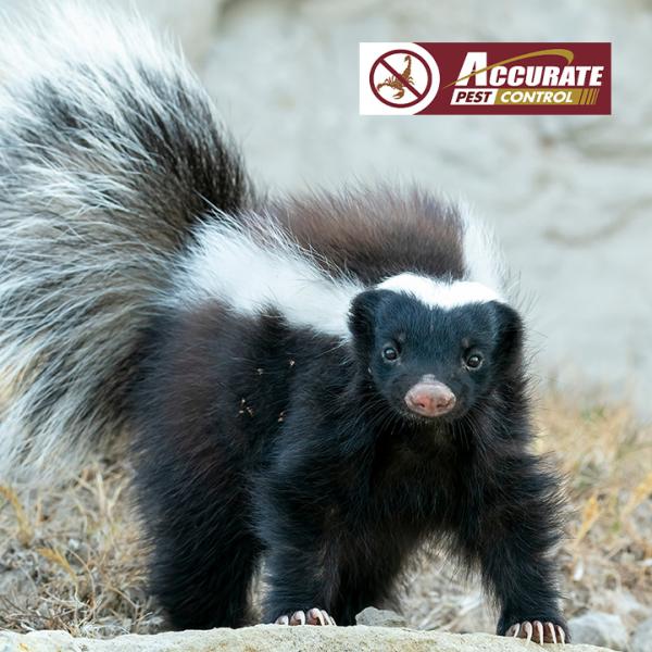 Accurate Pest Control