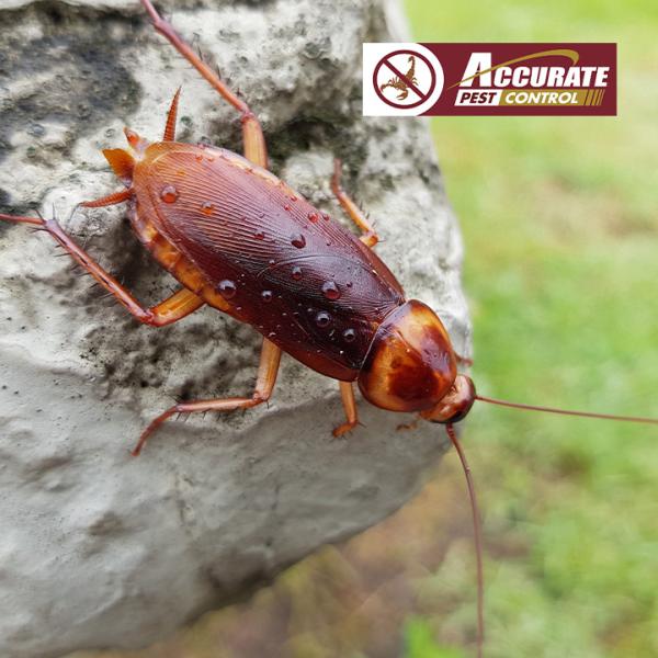 Accurate Pest Control