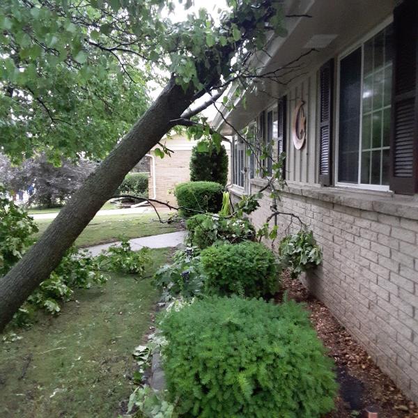 Cassity Tree Service