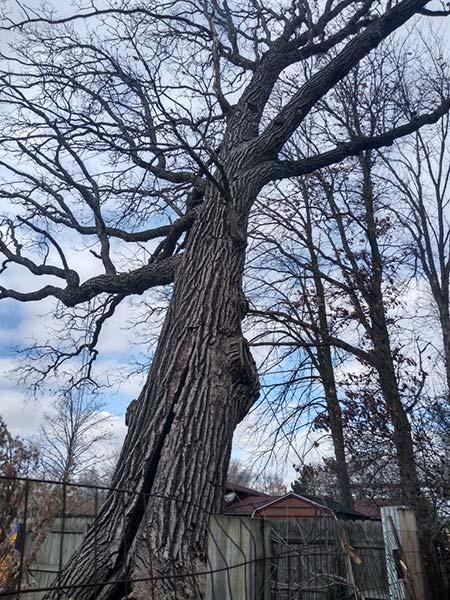 Cassity Tree Service