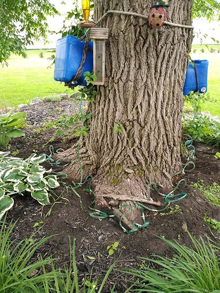 Cassity Tree Service