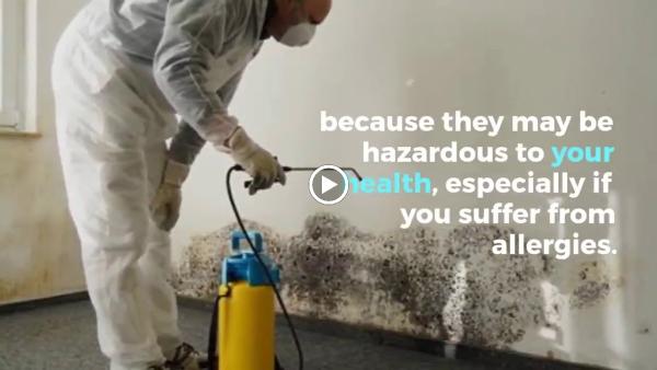 SJ Mold Removal