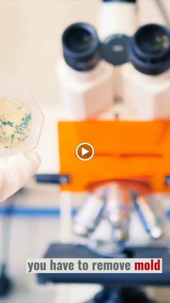 SJ Mold Removal