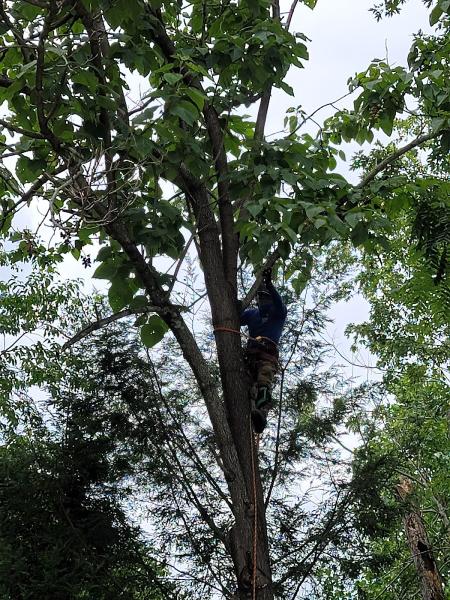 Newcomb Tree Service