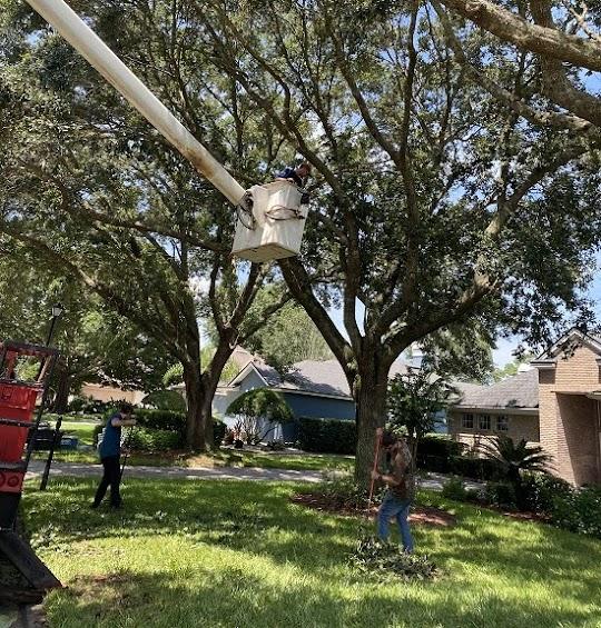 Mitchell's Tree Service