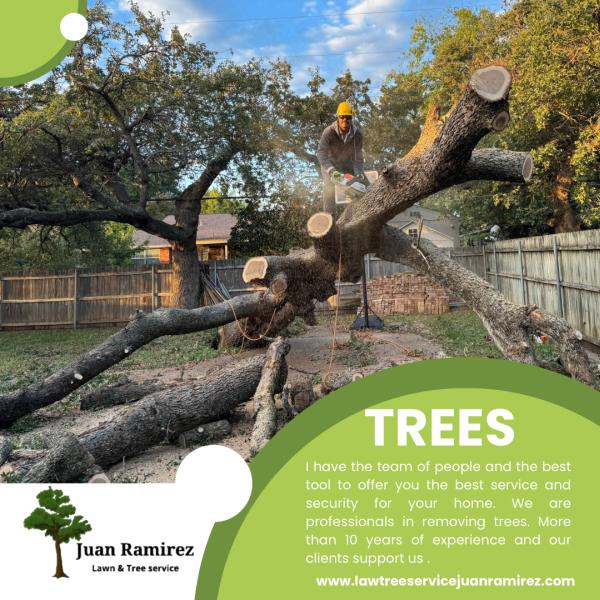 Tree Service Juan Ramirez