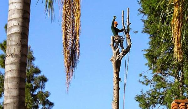 Cortez Tree Service and Landscaping