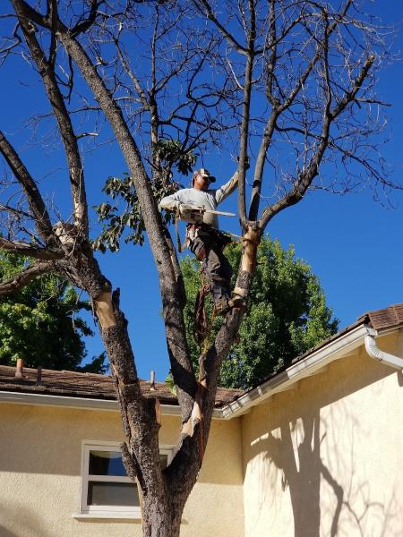 Cortez Tree Service and Landscaping
