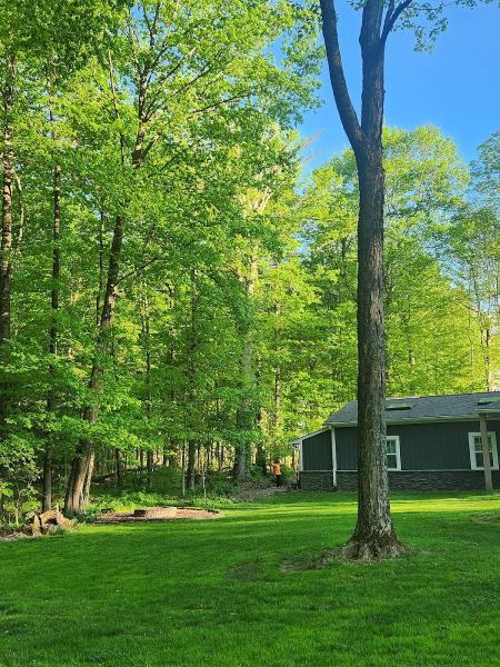 Ortiz Tree Services LLC