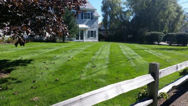 Mainely Grass