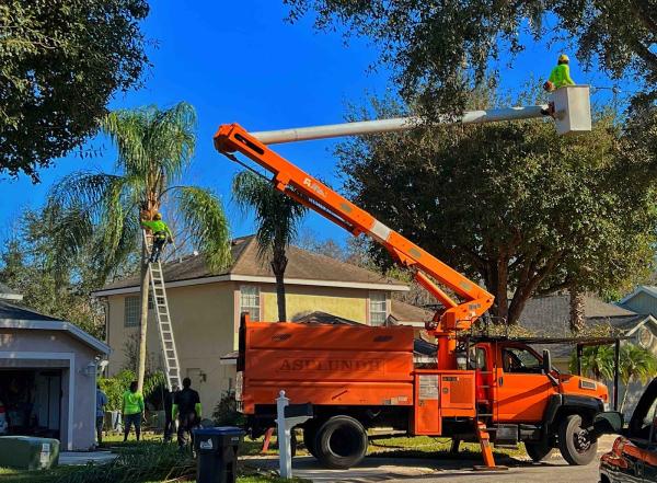 Competitive Tree Services