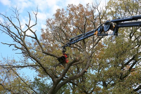 Raney Tree Care