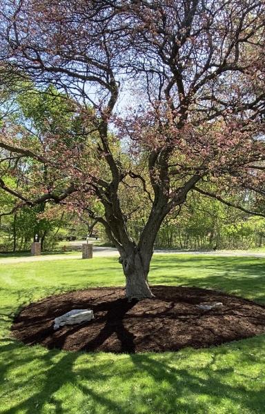 Raney Tree Care