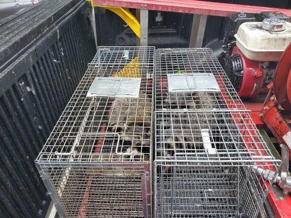 Ed's Pest & Wildlife Control