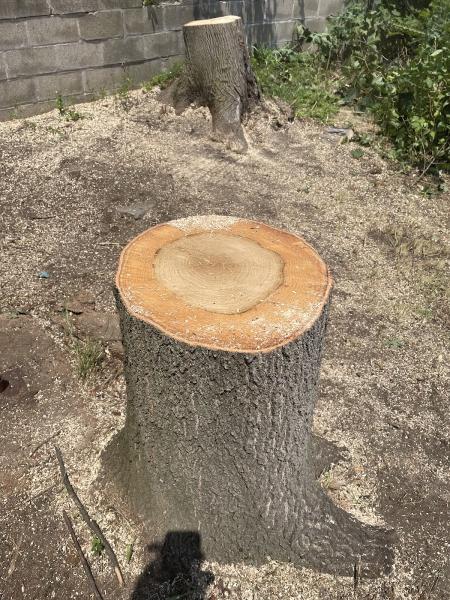 Curran Tree
