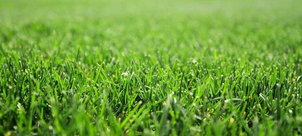 Complete Lawn Professionals
